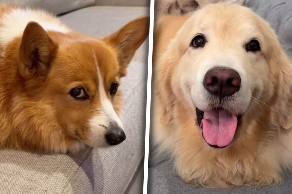 Corgi-Dame Ruby und Golden Retriever Maui sind eigentlich sehr unterschiedliche Hunde.