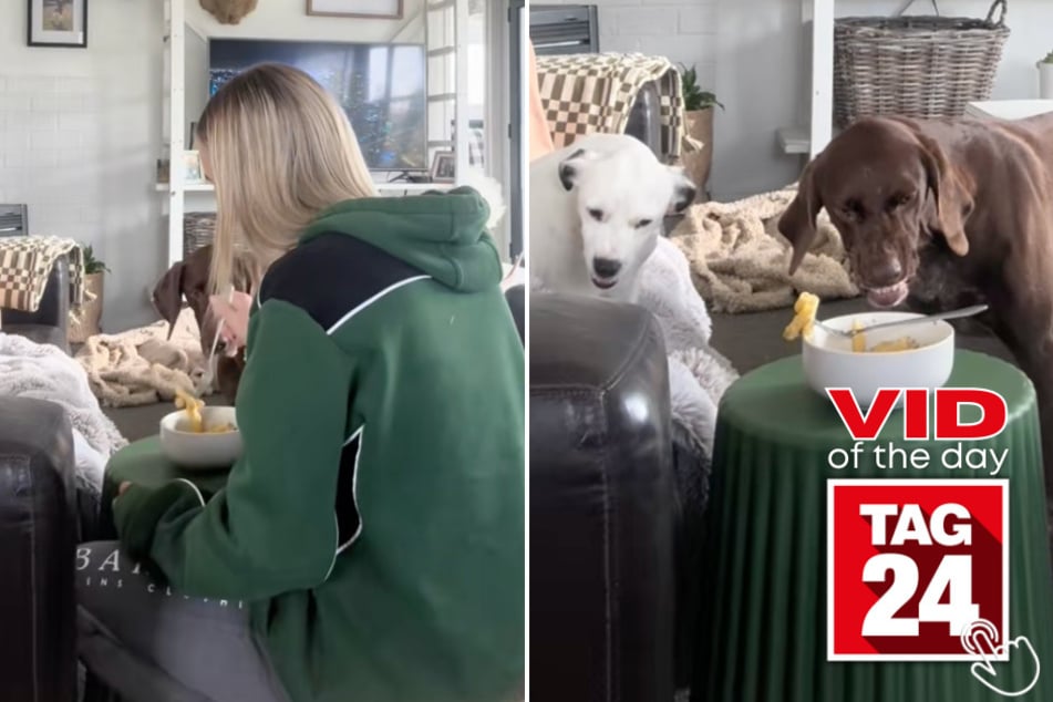 This TikToker's pups went wild when she left her food unattended!