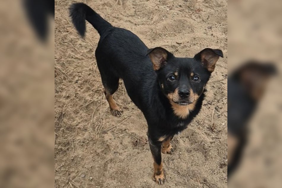 Im Frankfurter Tierheim sitzend, wartet Frairo darauf, ein neues Zuhause zu finden, in dem er endlich ankommen darf.