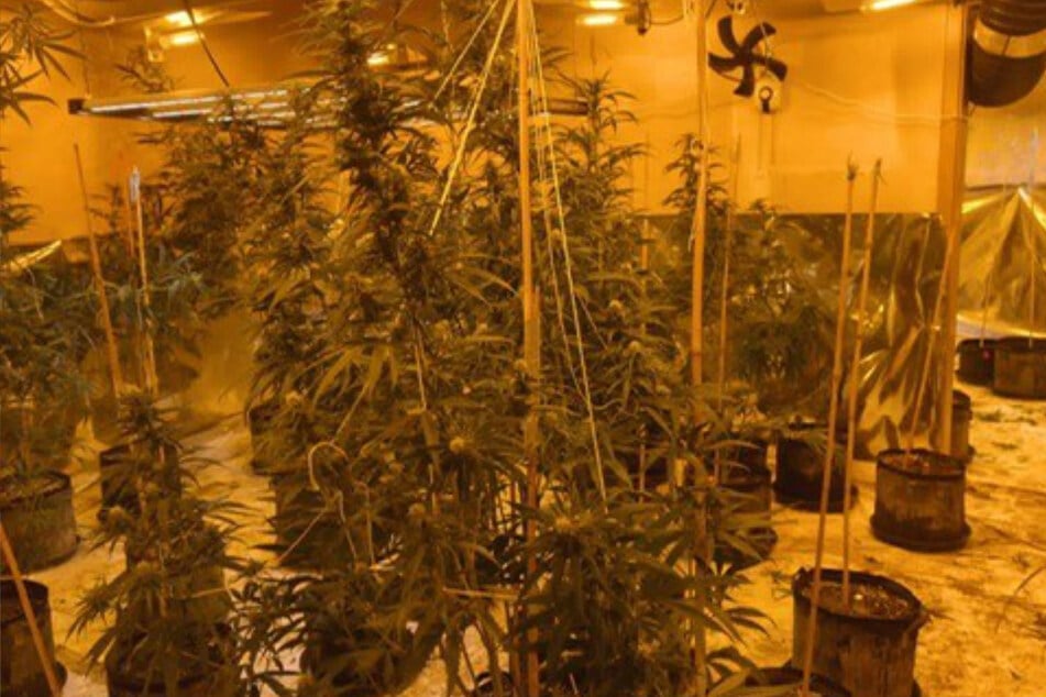 Razzia an neun Orten: Polizei durchsucht Objekte nach Cannabisplantagen