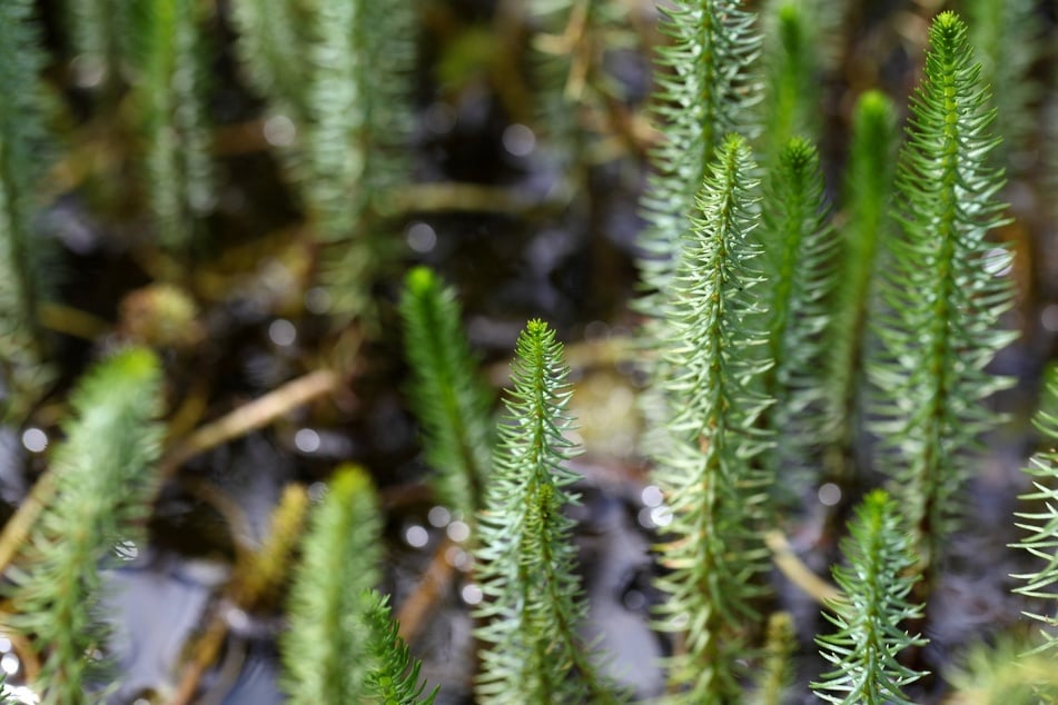 Der Tannenwedel ist eine geeignete Unterwasserpflanze für Miniteiche.