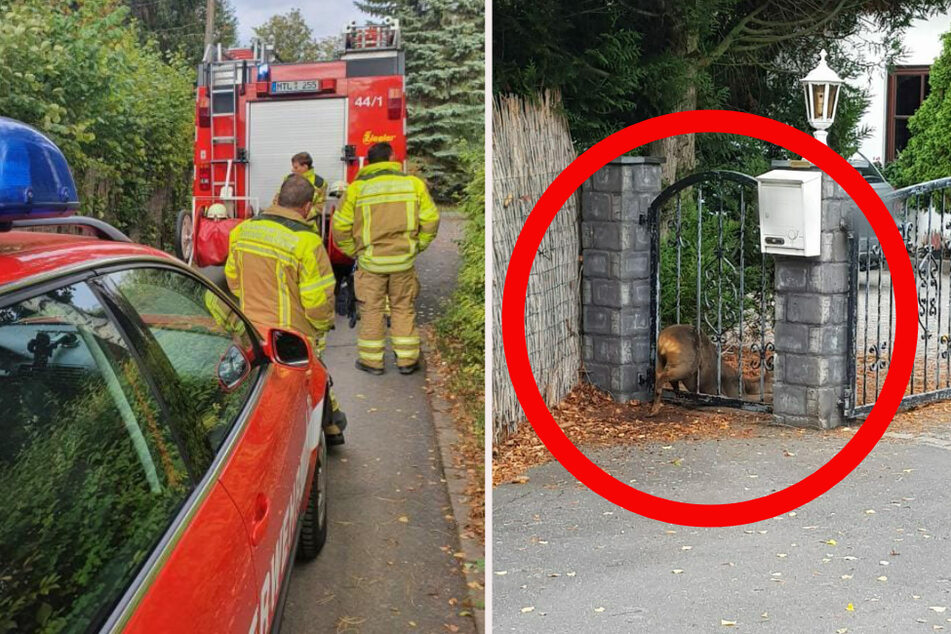 Feuerwehr und Jäger konnten das Reh schließlich befreien.