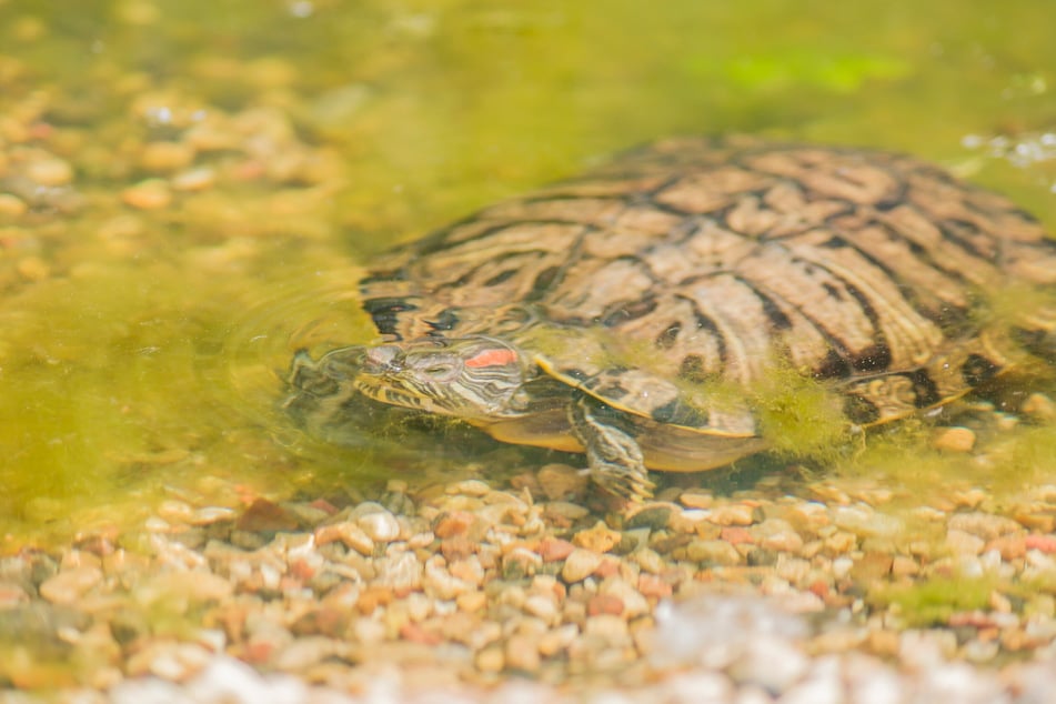 Nur wenige Sumpf- und Wasserschildkröten können über ihr Poloch atmen.