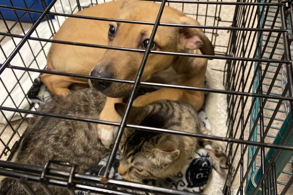 Hund und Katze werden ausgesetzt: Als Retter sehen, was der Rüde tut, geht ihr Herz auf