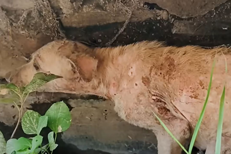 Dieser arme Hund sah schlimm aus, als man ihn fand.