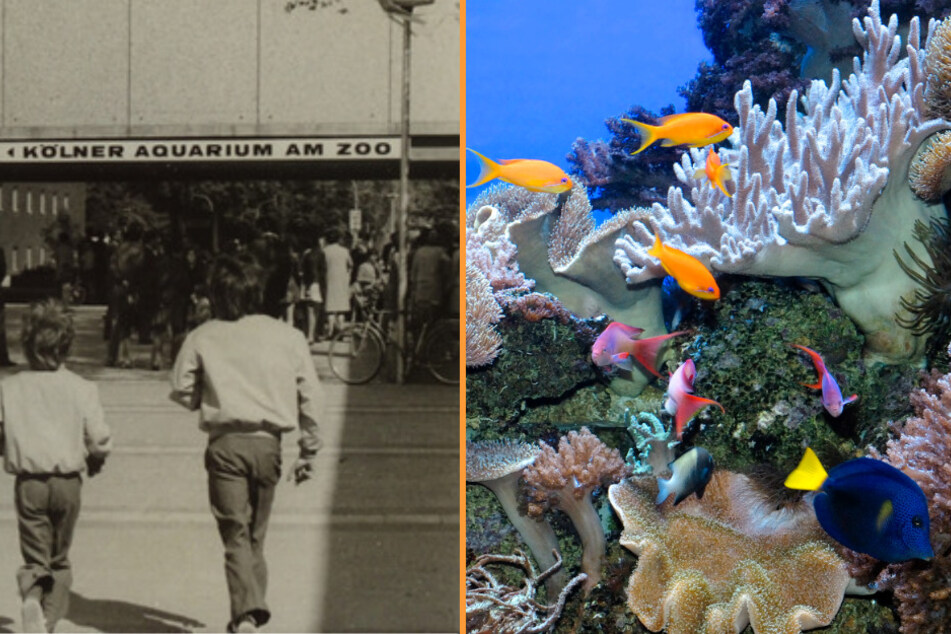 Vor exakt fünf Jahrzehnten, am 29. April 1971, öffnete das Aquarium erstmals seine Pforten und ist seither fester Bestandteil des Kölner Zoos.