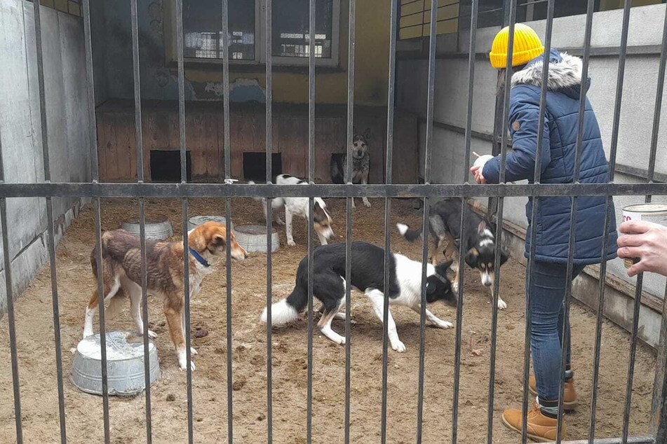 Von den 450 zurückgelassenen Hunden überlebten nur 200 die vergangenen Wochen ohne Nahrung und Wasser.