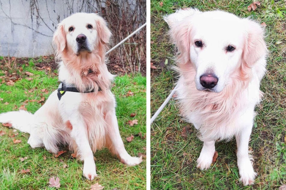 Golden Retriever Logan (2) lebt erneut im Tierheim Berlin und ist auf der Suche nach seinem neuen Menschen.