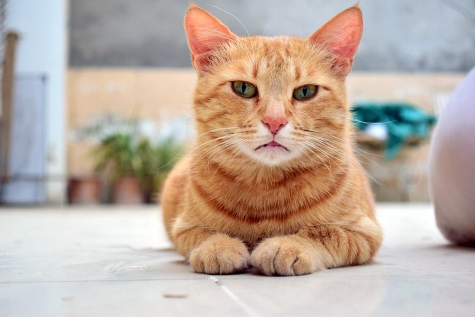 Wenn eine Katze humpelt, sollte sie genauer untersucht werden.