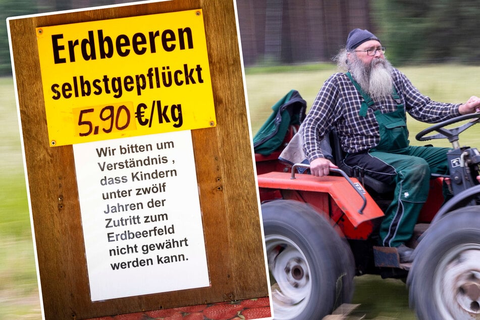 "Zertreten alles": Erster Bauer erlässt Pflückverbot für Kinder