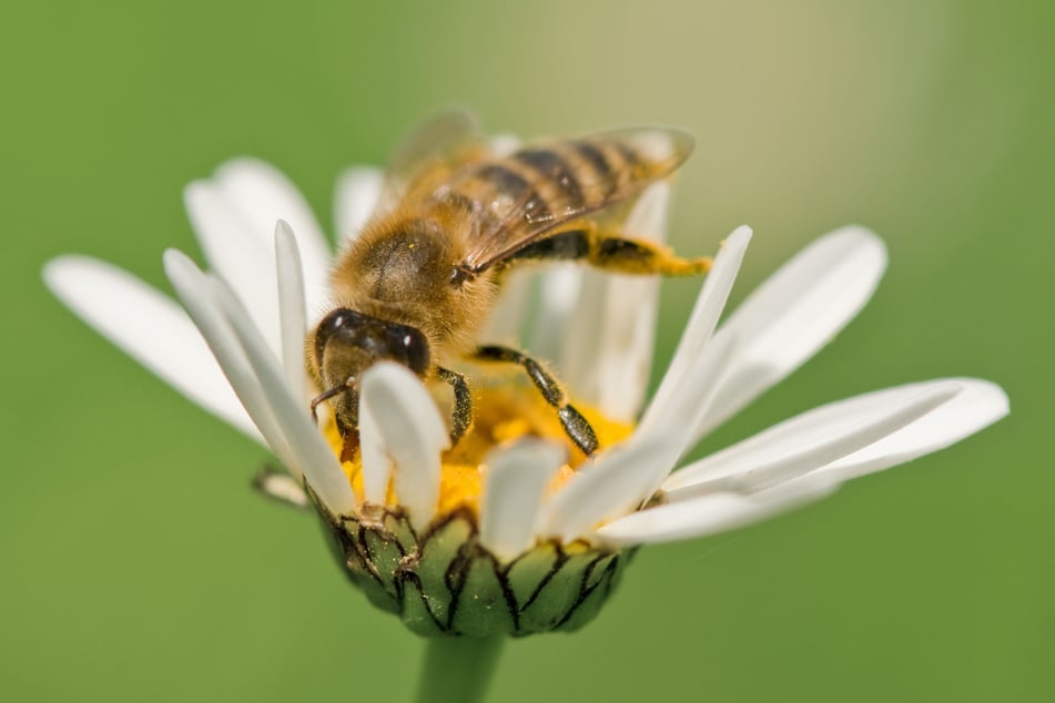 Am Sonntag könnt Ihr im Barockgarten Großsedlitz mehr über die spannende Welt der Bienen erfahren.