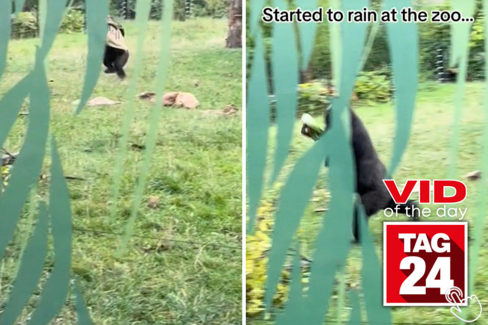 Today's Viral Video of the Day features a couple of gorillas at the zoo and their hilarious reactions when it starts raining.