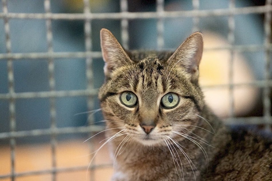 Die Katzen hatten ihr Leben lang zusammen bei ihrem Besitzer gewohnt, ehe der jedoch kürzlich verstarb.