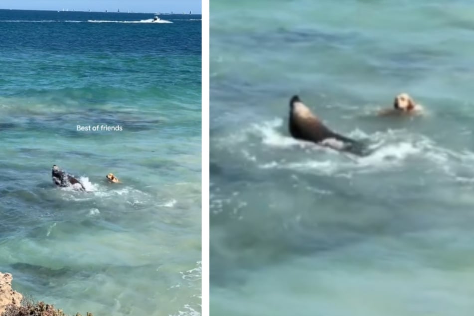 Im Wasser fand Aimees Hund einen ganz besonderen Spielgefährten vor.