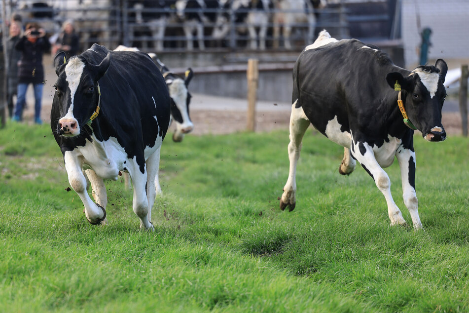 Rund 200 Milchkühe des Milchbetriebes Hof Imbach sind zum Start der Weidesaison aus dem Stall auf die Weideflächen ausgetrieben.