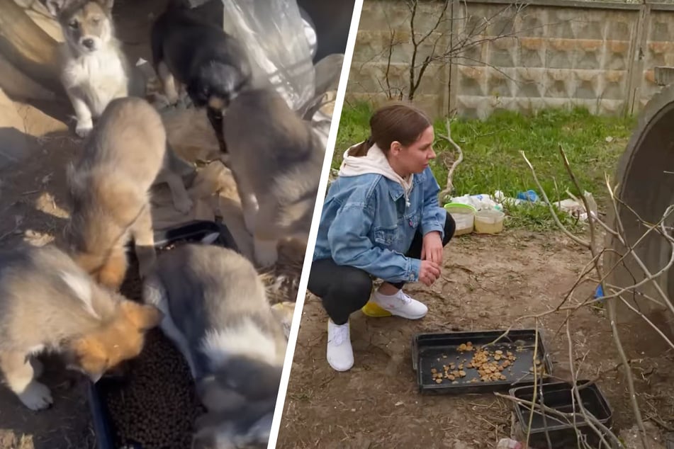 Neun Welpen waren ausgesetzt worden. Als Tierschützerin Olena sie retten wollte, hatte sich bereits einiges getan.