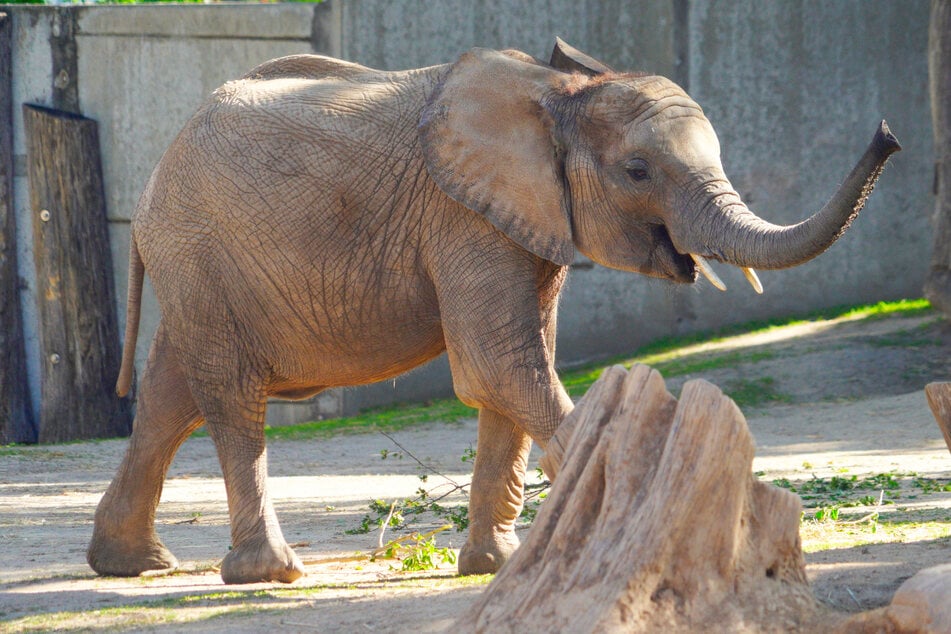 Trauriger Abschied: Ganze Elefantenfamilie verlässt ostdeutschen Zoo für immer