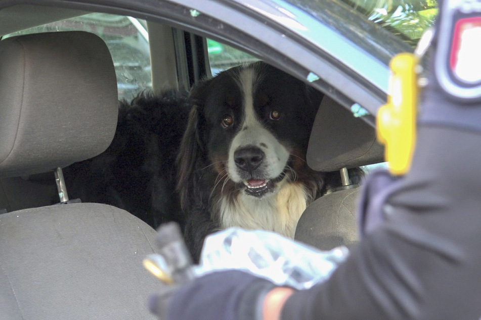 Der Hund musste von den Rettungskräften aus dem überhitzten Auto befreit werden.