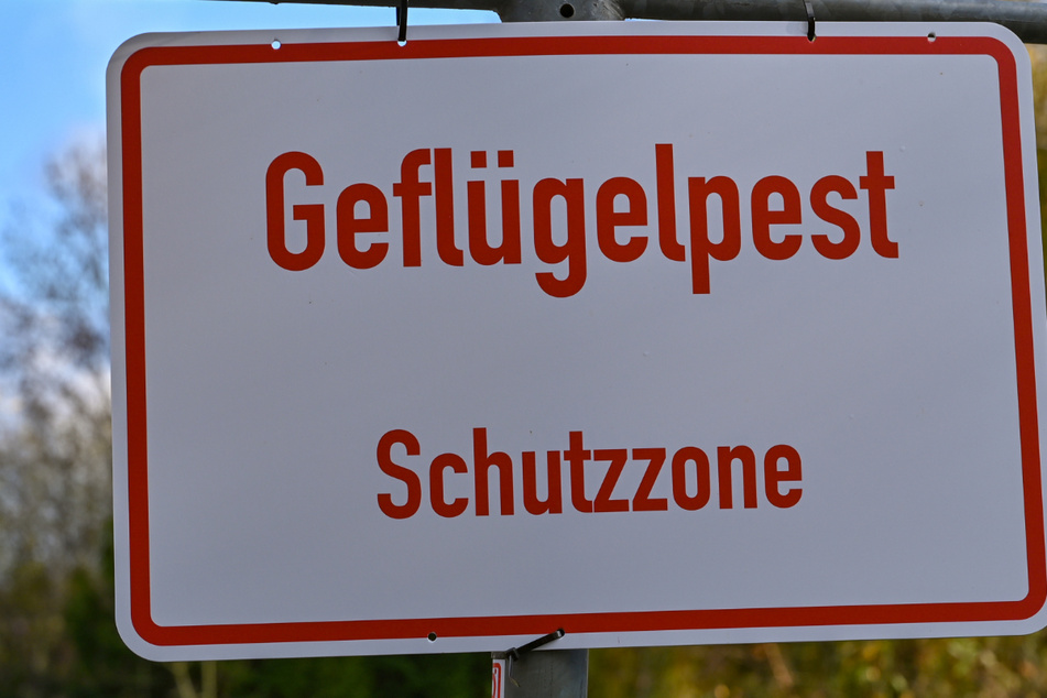 Mehrere Gemeinden im Landkreis Bautzen sind bereits betroffen. Das Landratsamt Pirna hat vor einem Vormarsch der Geflügelpest gewarnt (Symbolbild).