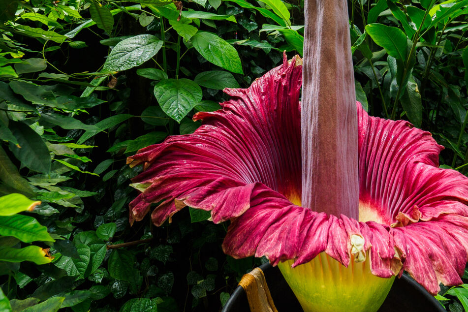 Größte Blume der Welt: Bayreuther Titanwurz blüht und verbreitet Verwesungsgeruch