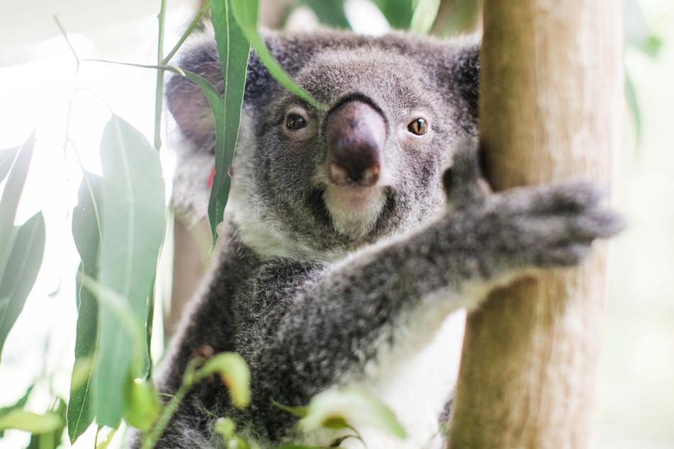 Koalas haben sich seit Millionen von Jahren immer fortentwickelt und Widerständen getrotzt. Heute sind sie bedroht - zumindest in Australien.