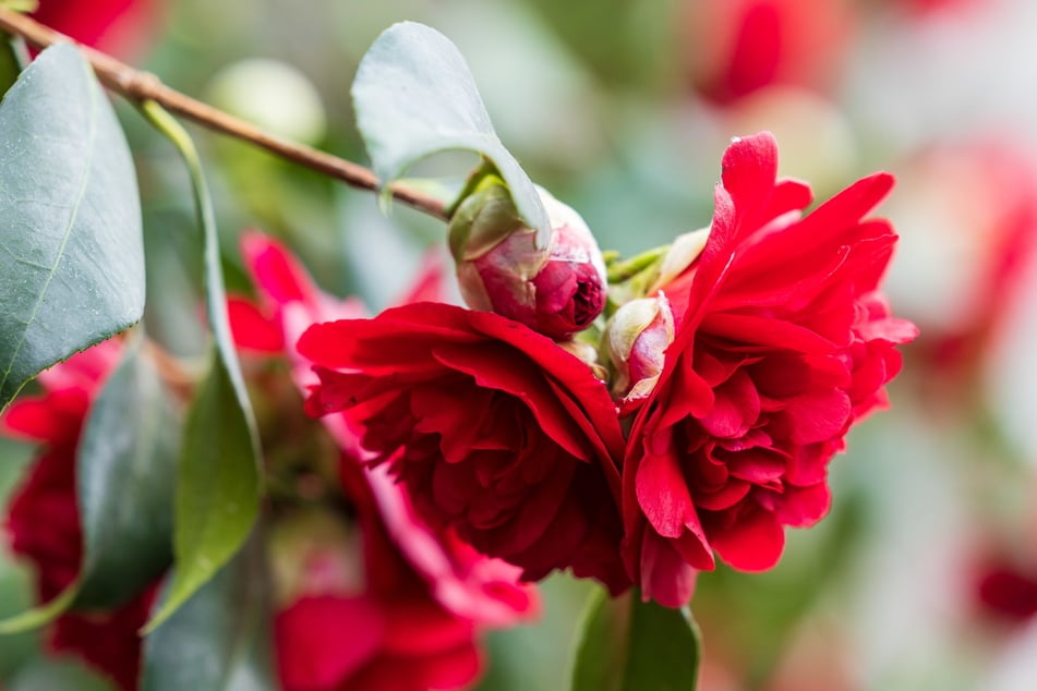 Im Schloss Königsbrück blüht derzeit die Kamelienblüte.