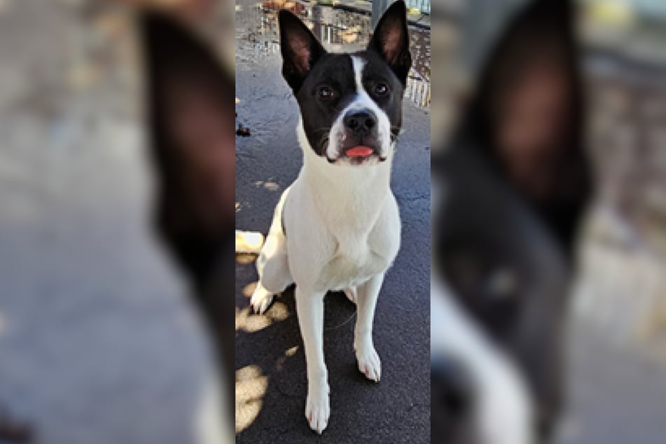 Luka hat Anteile eines American Staffordshire in sich und gilt deshalb als Listenhund.