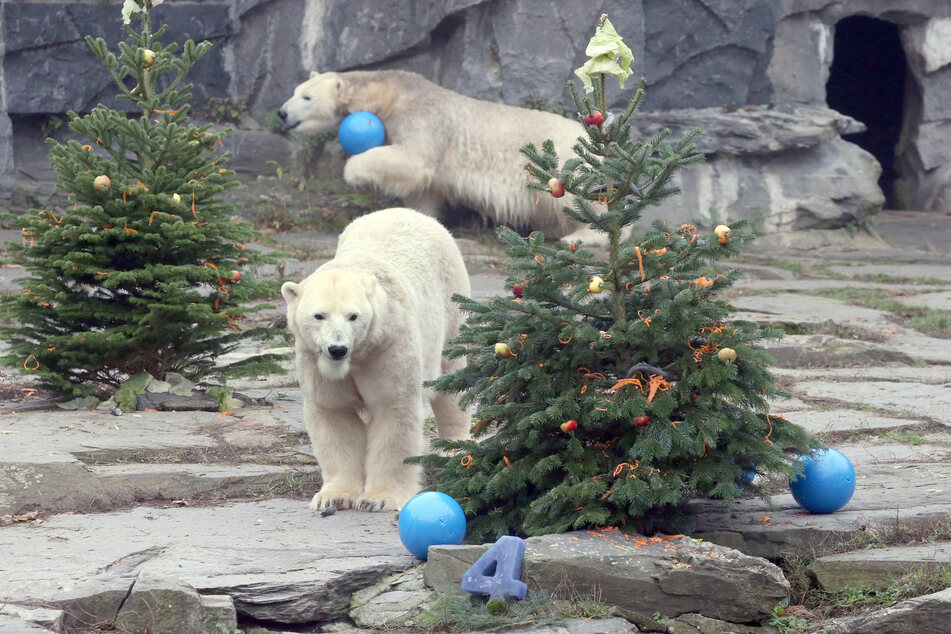 Berlin: Tierpark Berlin: Eisbärin Hertha wird vier Jahre alt und bekommt Überraschung