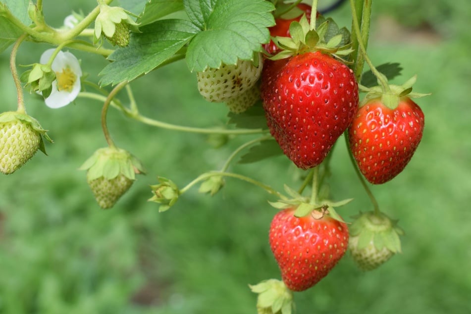 Wo kann man in und um Hamburg Erdbeeren pflücken?