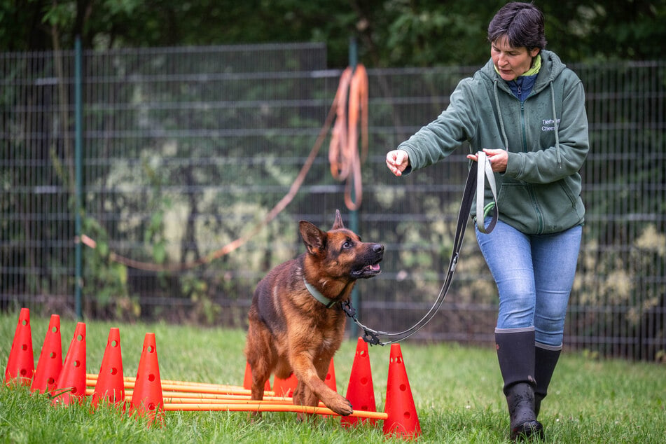 Schäferhund Cooper erhält regelmäßig Training sowie gezielte Physio-Übungen.