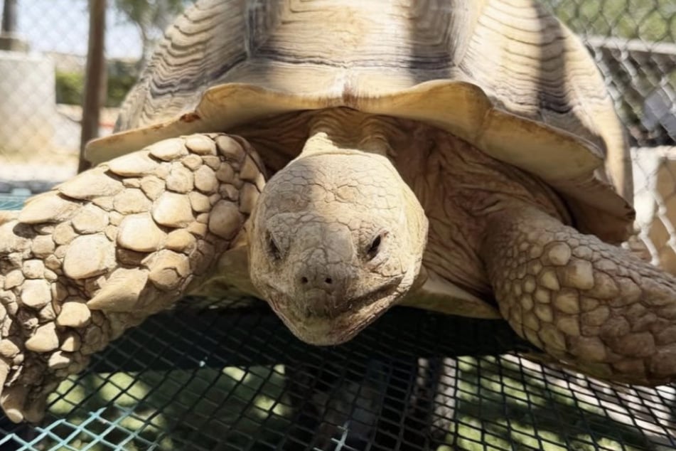 Schildkröte Teru fand ihr neues Zuhause bei der Sängerin Miley Cyrus.