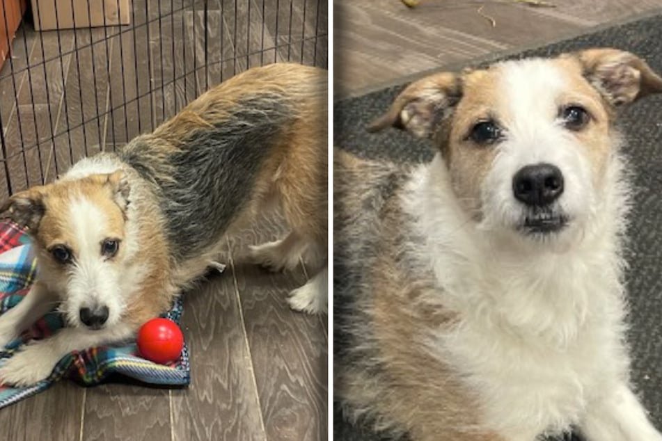 Hund wird erfolgreich vermittelt: Was Tierheim acht Jahre später erfährt, bricht Personal das Herz