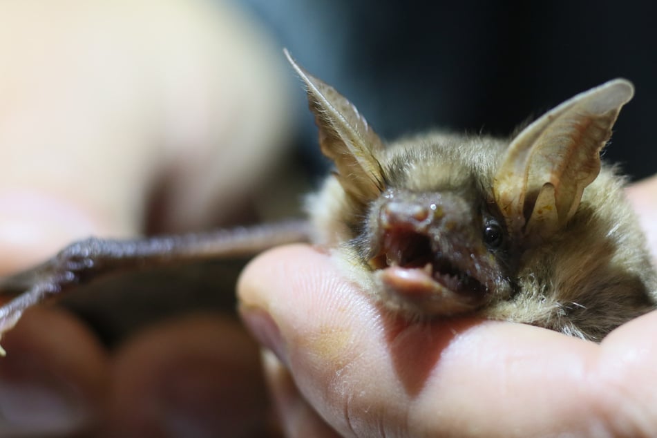 Viele Fledermaus-Arten in Sachsen gefährdet - das könnt Ihr dagegen tun!