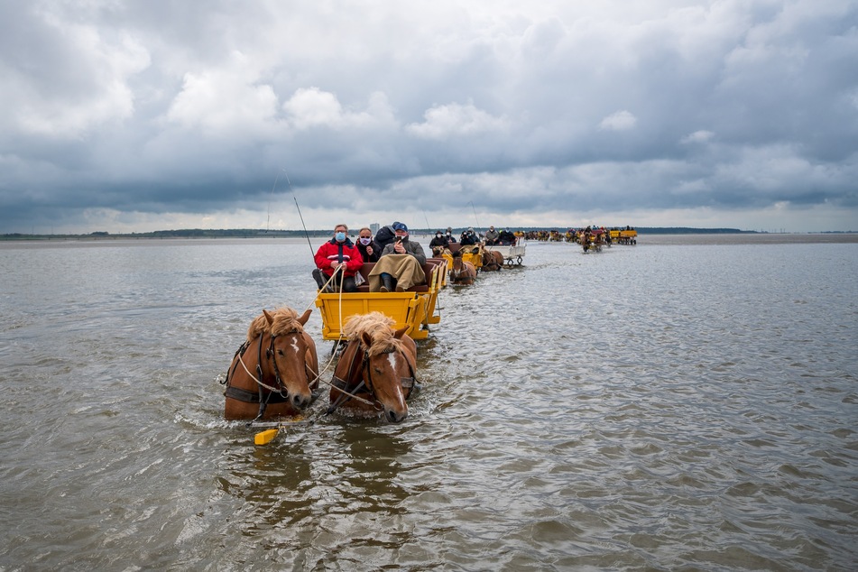 Pferdekutschen fahren durch das Watt zwischen Neuwerk und Cuxhaven.