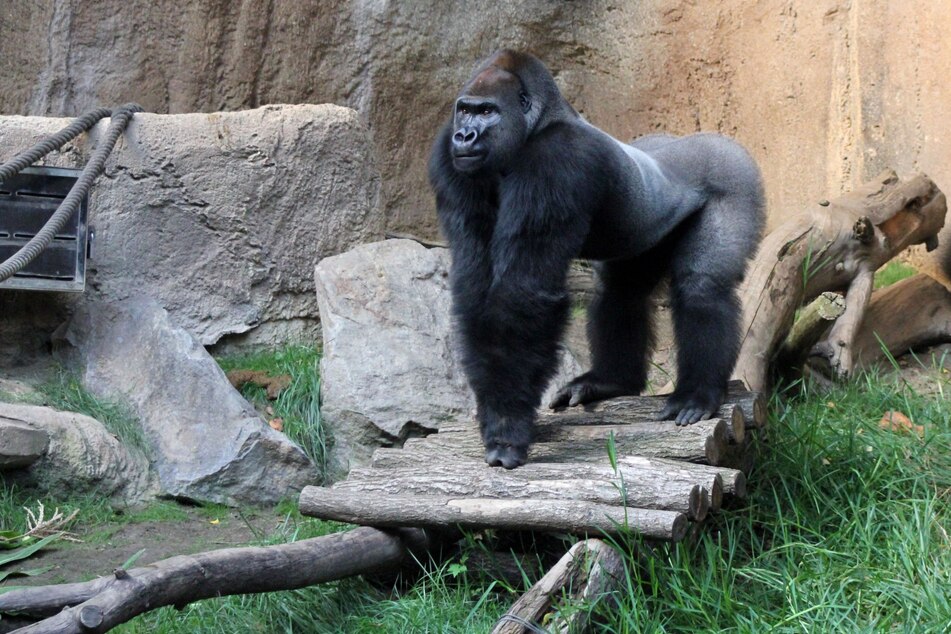 Gorilla-Männchen Abeeku mag meist ziemlich furchteinflößend aussehen. Auch der Silberrücken kann jedoch mitunter etwas unsicher sein.