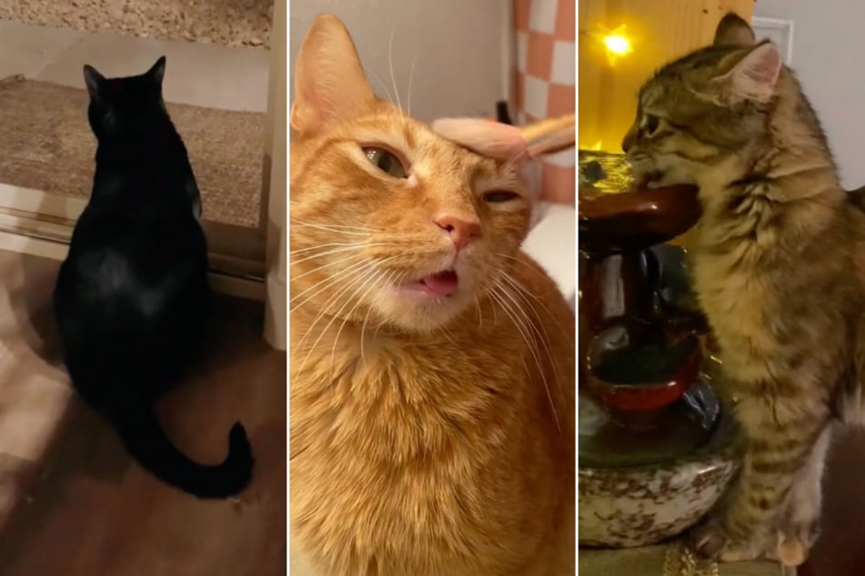 Happy Caturday! Three hilarious cat videos that have TikTok purring