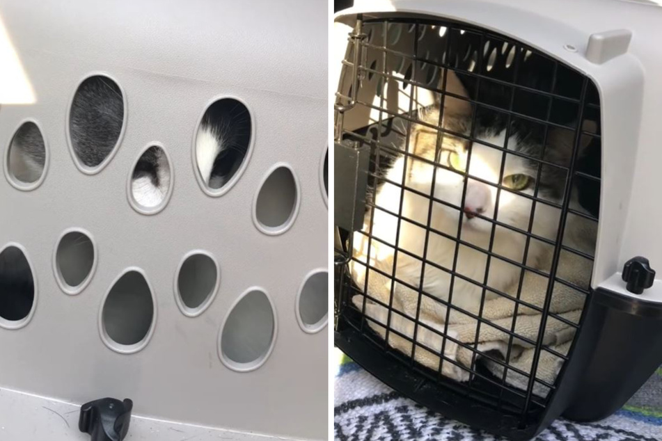 Cat carrier houses surprise stowaway in "dad move" vet visit