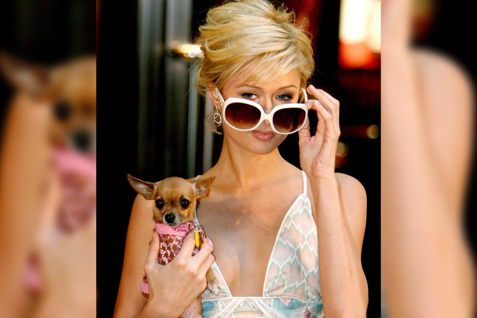 So sah Paris Hilton 2005 aus. Damals natürlich immer an ihrer Seite: Ihr Hündchen Tinkerbell. (Archivbild)