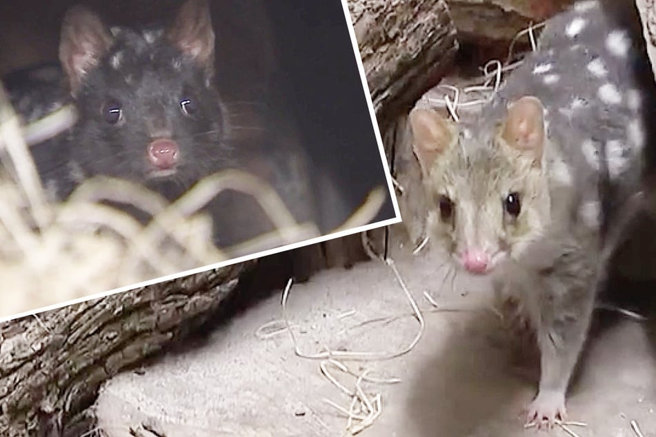 Quoll-Chaos bei "Elefant, Tiger & Co.": Diese süßen Tiere belagern den Leipziger Zoo!
