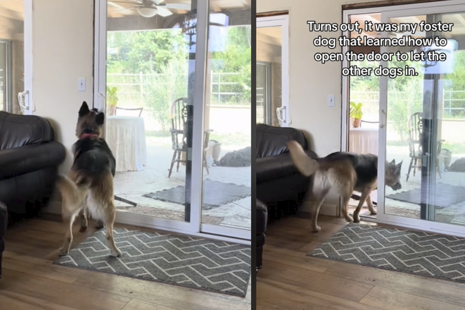 This clever dog just wanted to let his buddies inside!