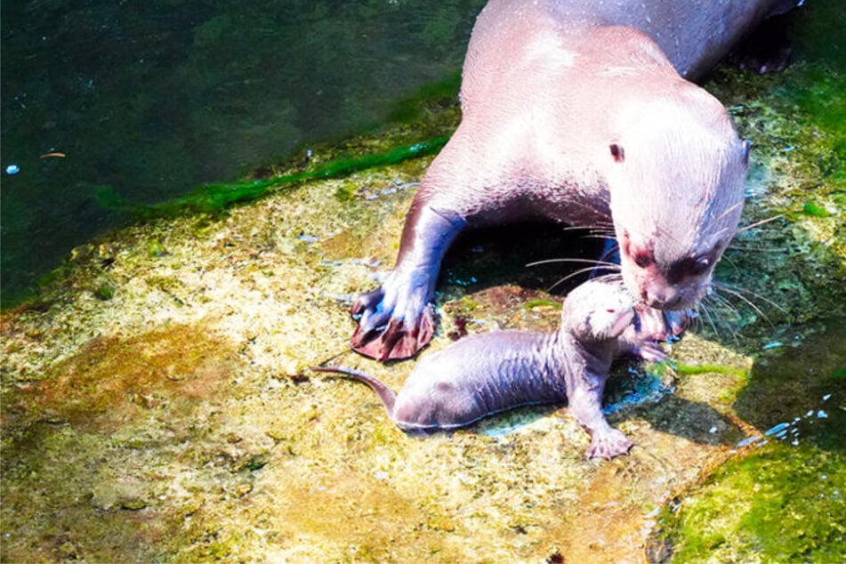 "Klingt schön bescheuert. Machen wir!" Leipziger Otter-Baby bekommt ulkigen Namen