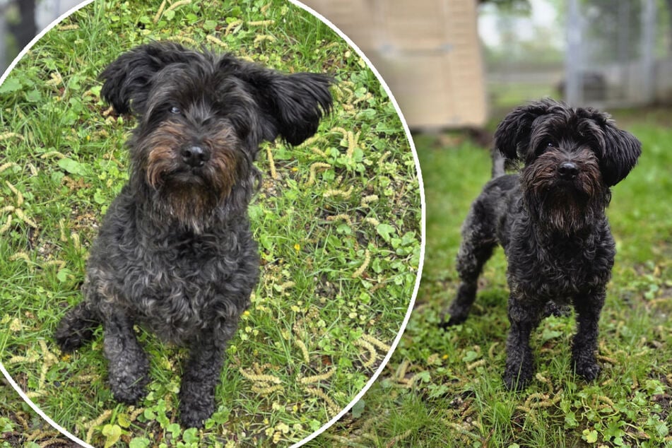 Zwergschnauzer Lili spielt für ihr Leben gerne. Wer will in Zukunft ihr Bällchen werfen?