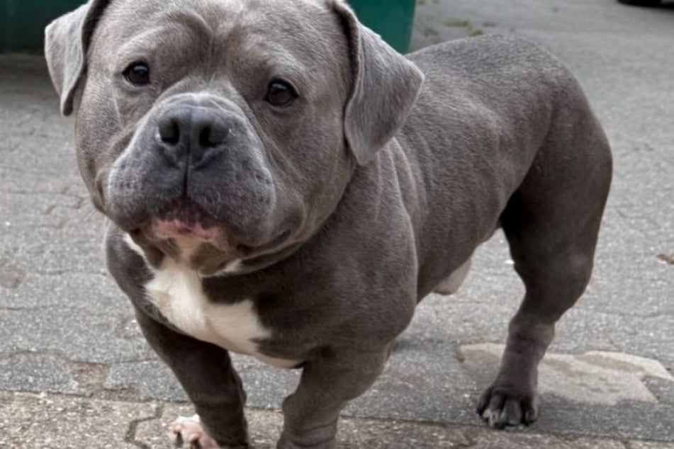 Bulldoggen-Mischling Mo kam vor einer Weile als Fundhund ins Tierheim Köln-Dellbrück.