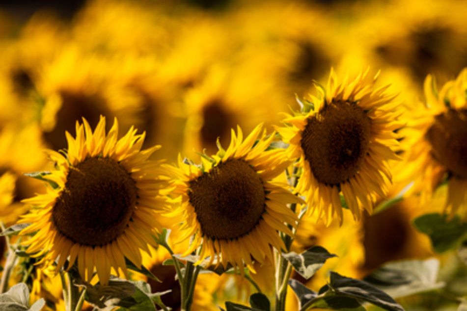 Die Anbaufläche für Sonnenblumen ist in Deutschland in diesem Jahr stark gestiegen.