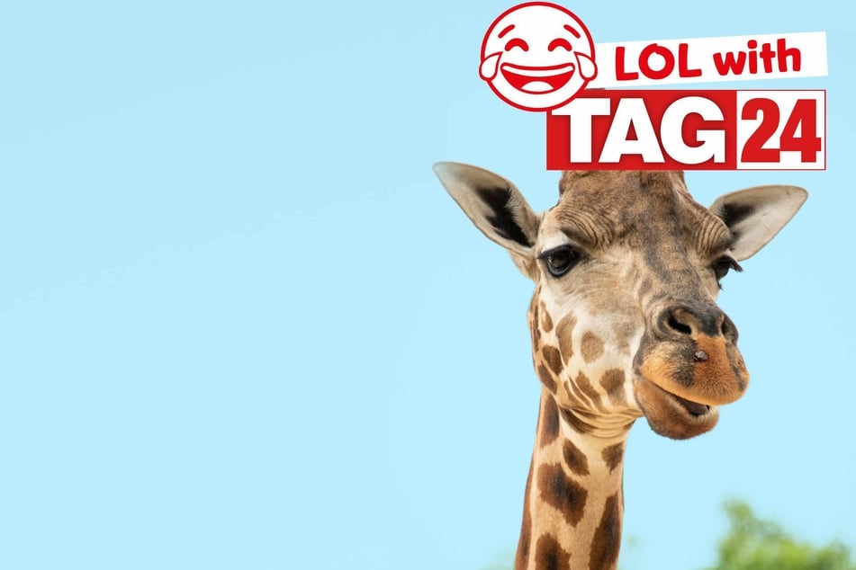 Joke of the Day for February 9, 2026: Animal antics to kick off your week