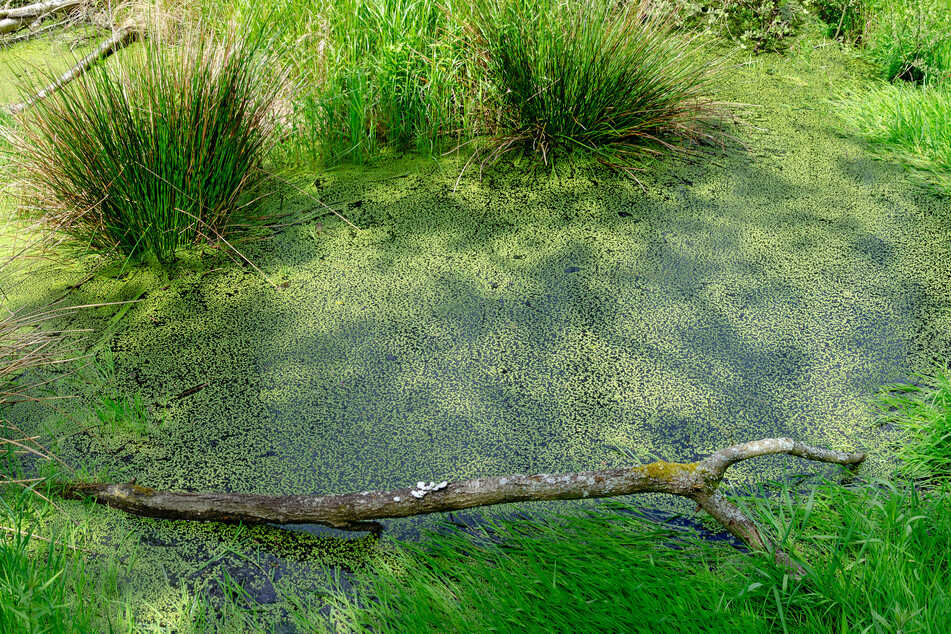 In naturnahen Gärten mit stillen, leicht zugänglichen Gewässern fühlen sich Frösche wohl.