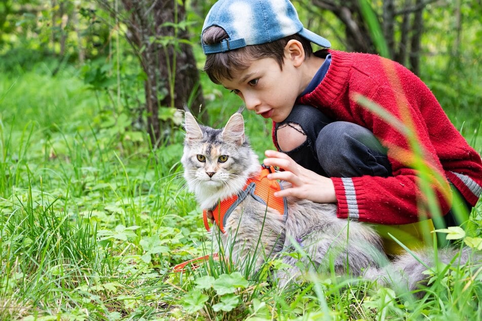 Wer seiner Samtpfote ein Katzengeschirr anlegen will, muss nur ein paar clevere Tricks beachten.