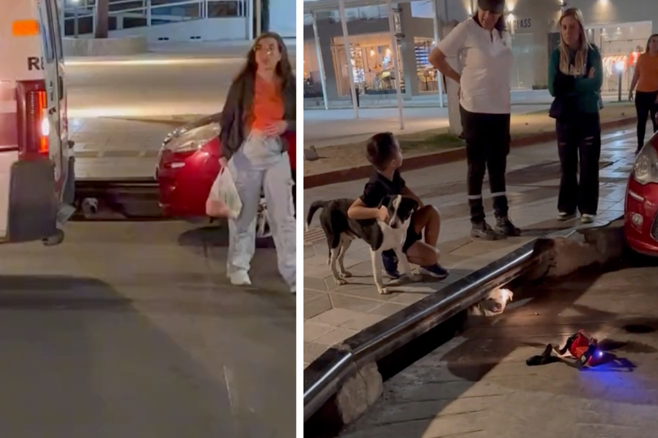 A family follows barking only to find a dog trying to help his furry friend.