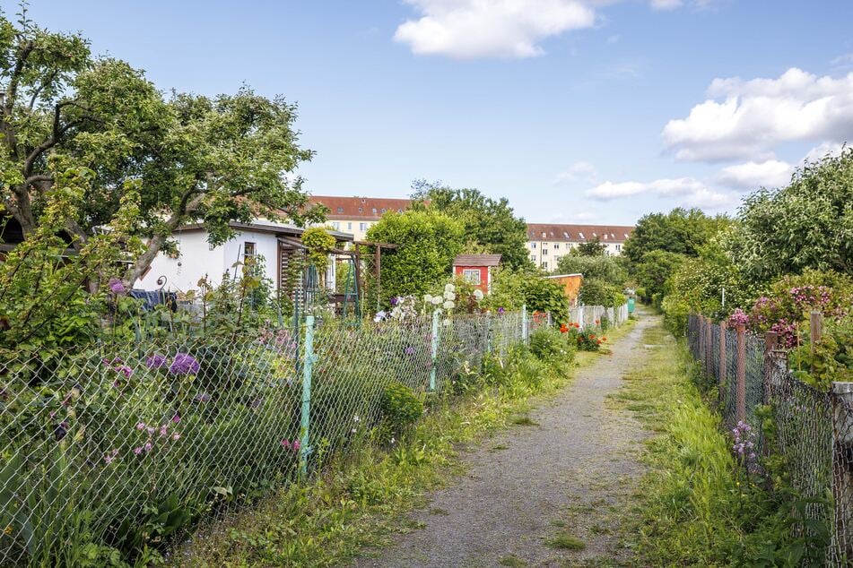 Die Gehwegbepflanzung im Gartenverein "Blumenau" fällt den Juroren besonders positiv auf.