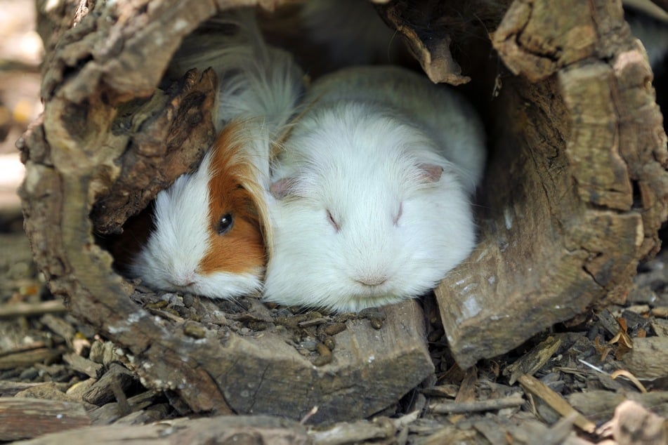 Ist es zu kalt, wärmen sich Meerschweinchen gegenseitig.